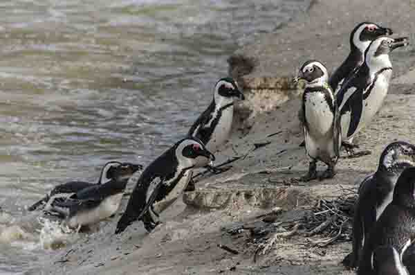 Pingüino Africano - parque nacional Table Mountain - Sudáfrica 1.jpg